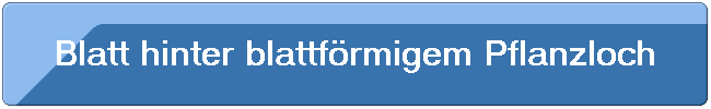 Blatt hinter blattf�rmigem Pflanzloch